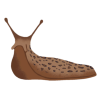 Slug PNG image