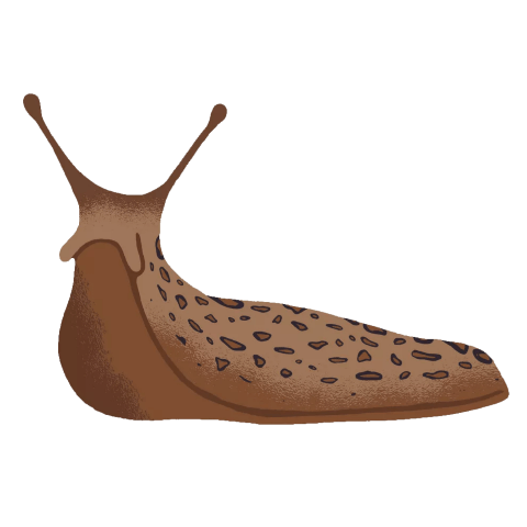 Slug PNG