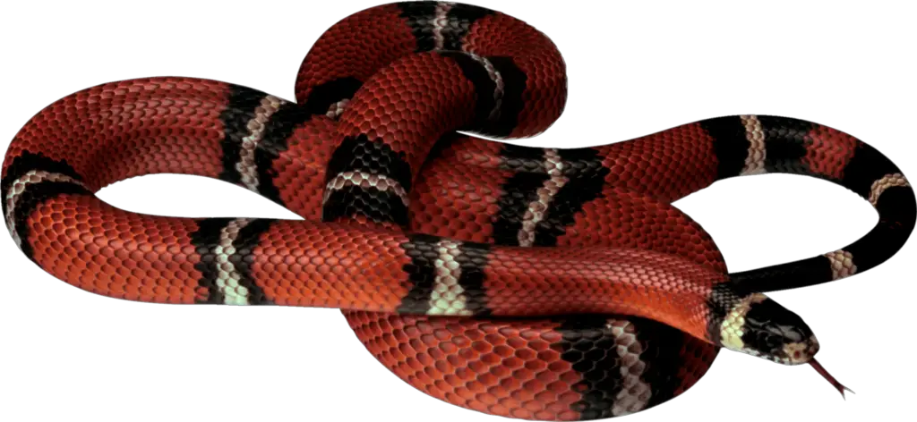 snake png