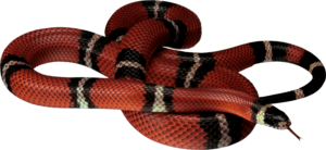 Red Snake PNG