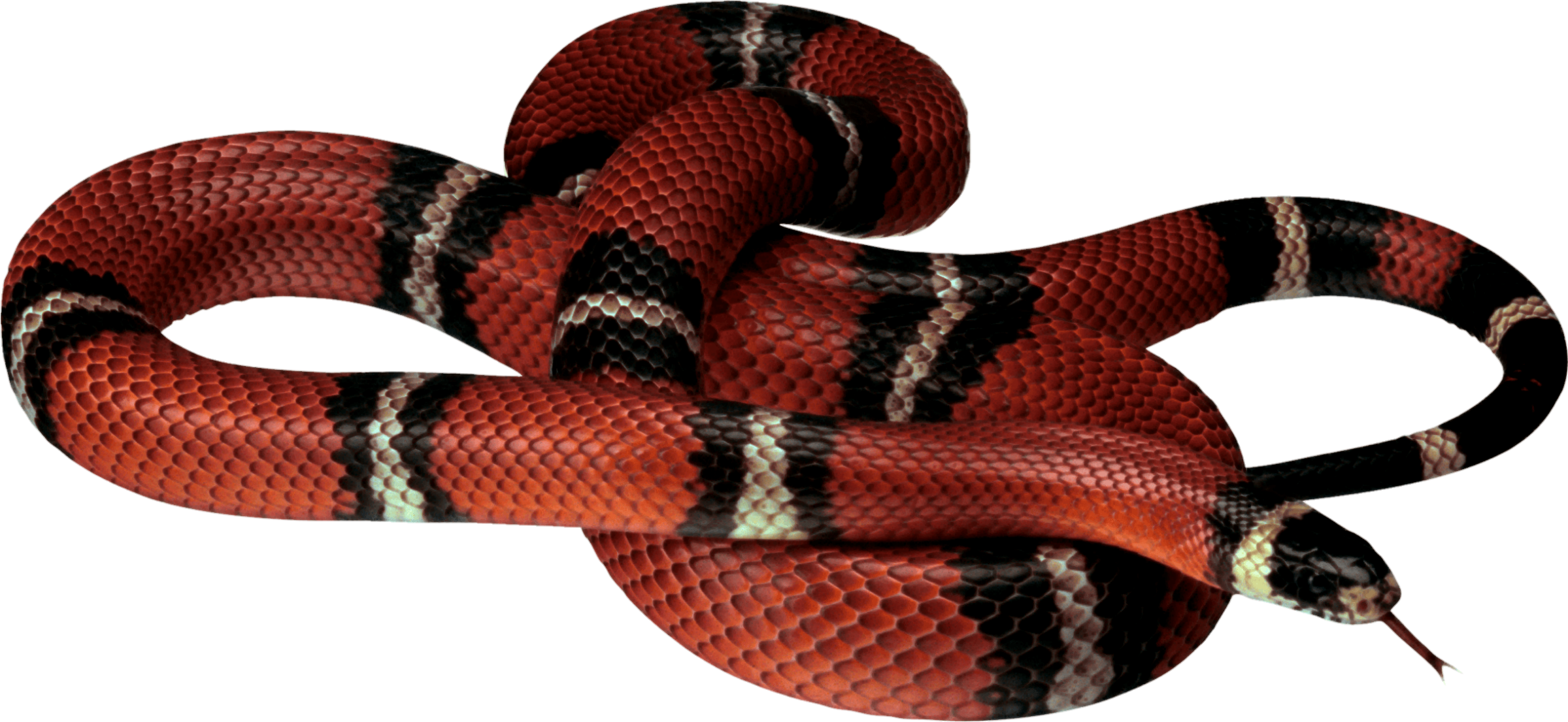 snake-png-image-pngfre-10
