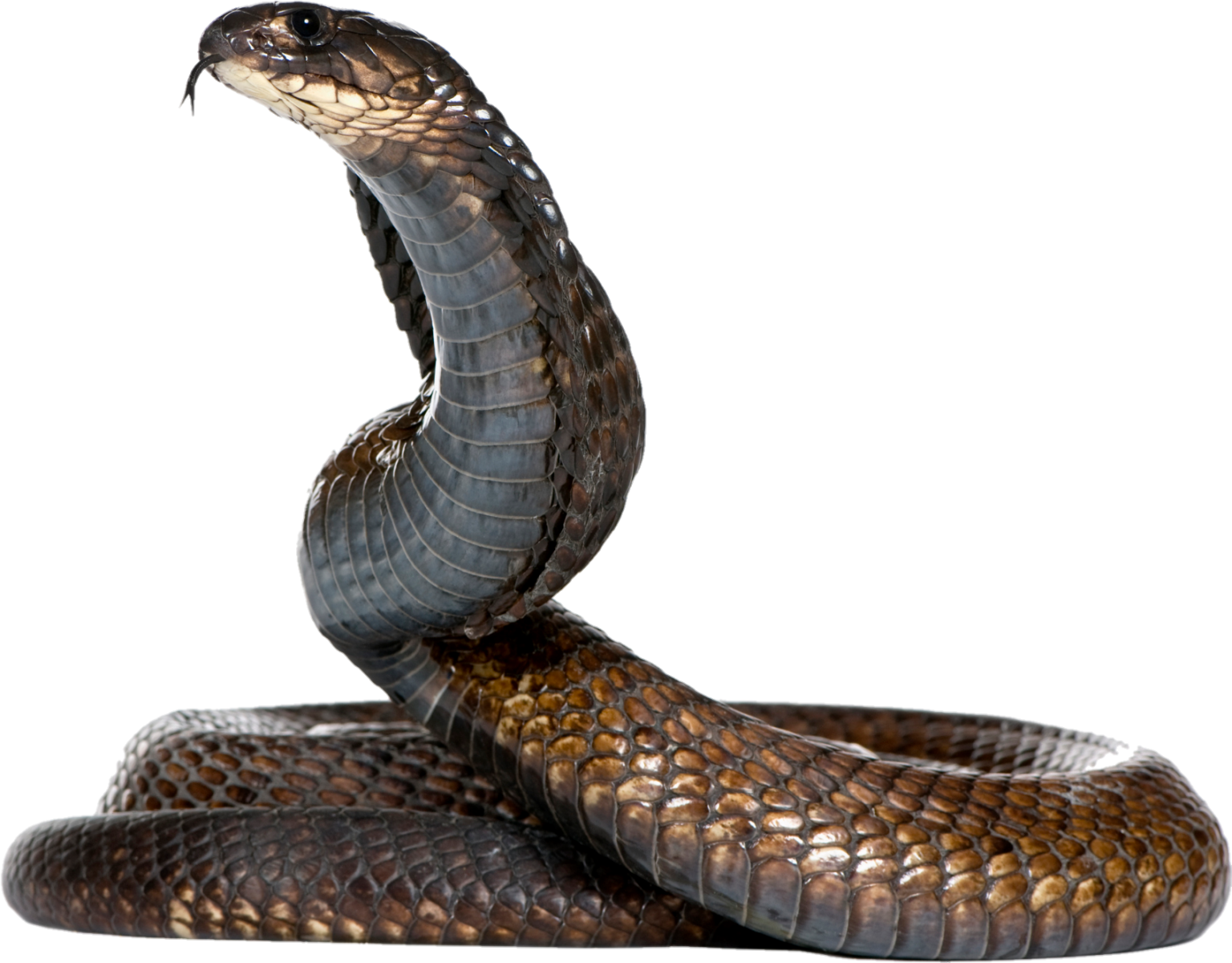 Snake PNG Transparent Images Free Download - Pngfre