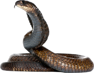 King Cobra Snake PNG