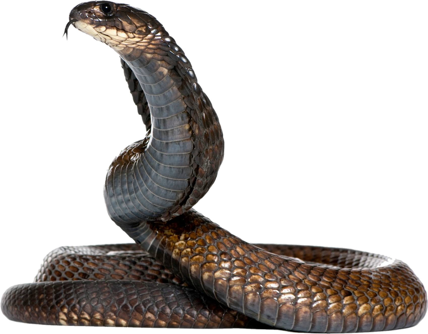 snake-png-image-pngfre-11
