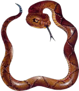 snake png