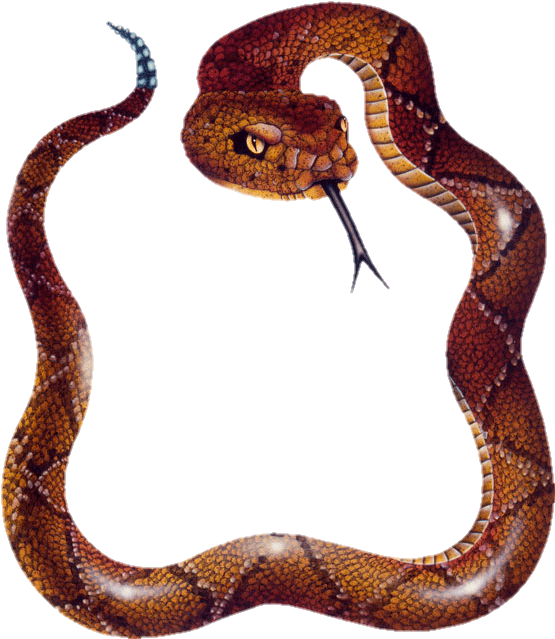 snake-png-image-pngfre-15