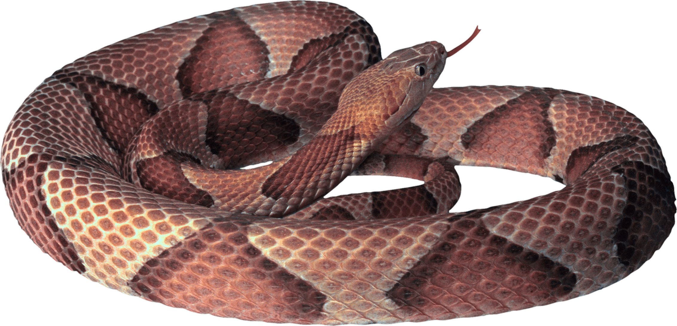 snake-png-image-pngfre-16