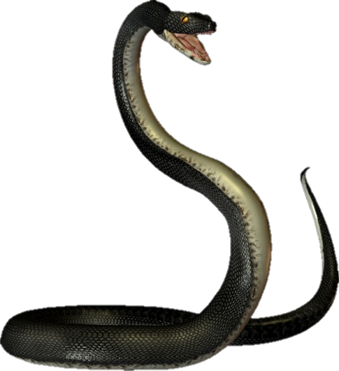 snake-png-image-pngfre-17