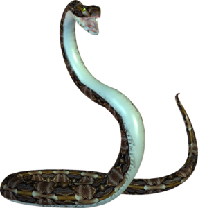 Animated Snake PNG