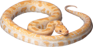 Python Snake PNG