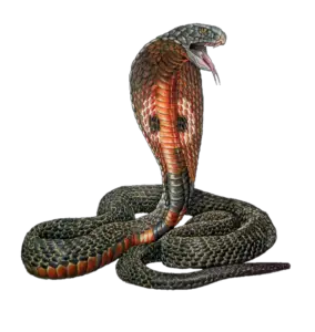 Snake Clipart PNG