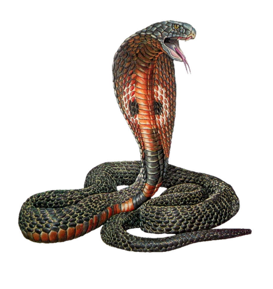 Snake Cartoon png download - 1280*1656 - Free Transparent Metal
