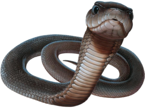 Black Mamba Snake PNG