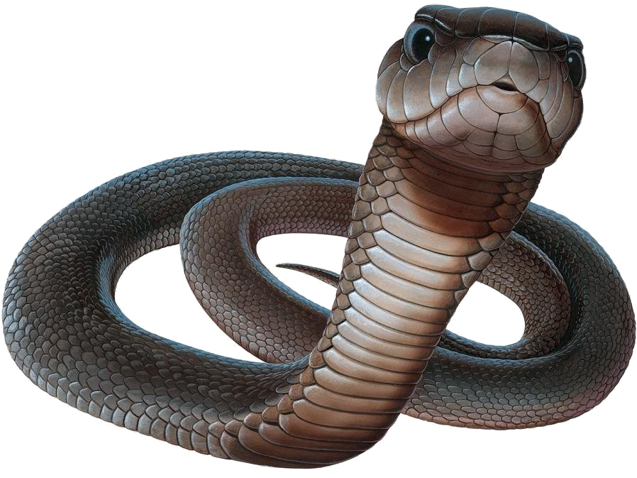 snake-png-image-pngfre-25