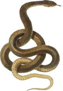 Snake Clipart PNG
