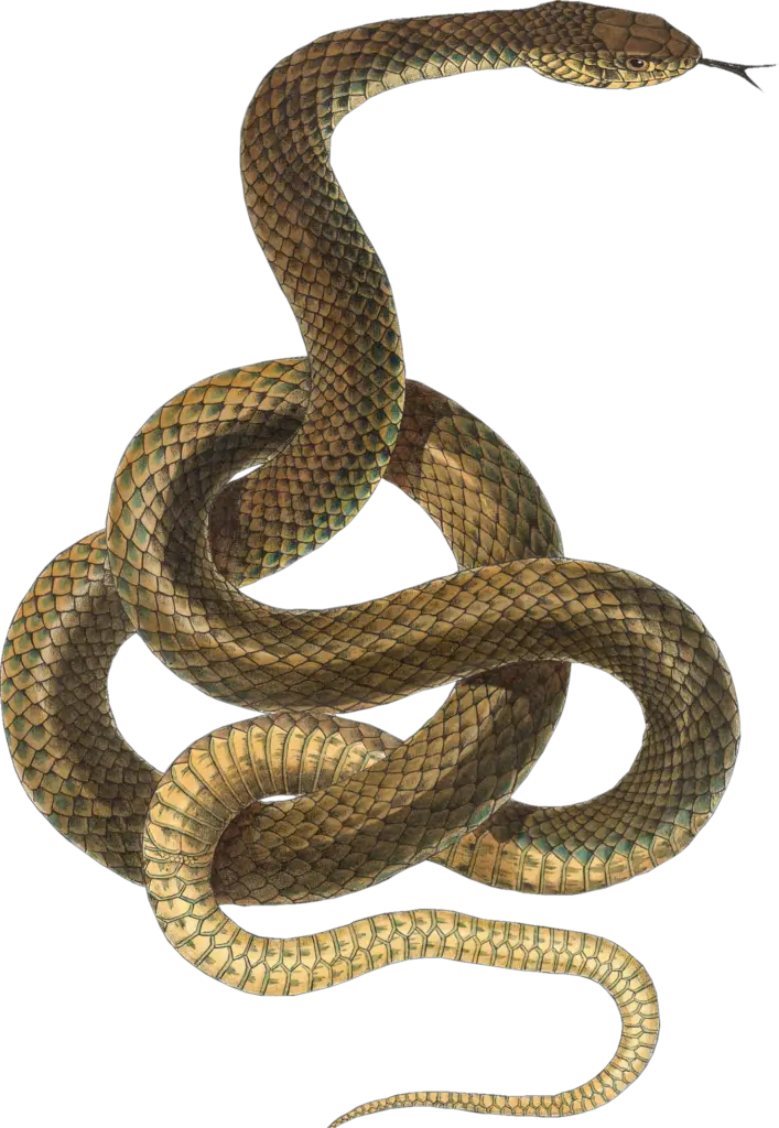 serpent png