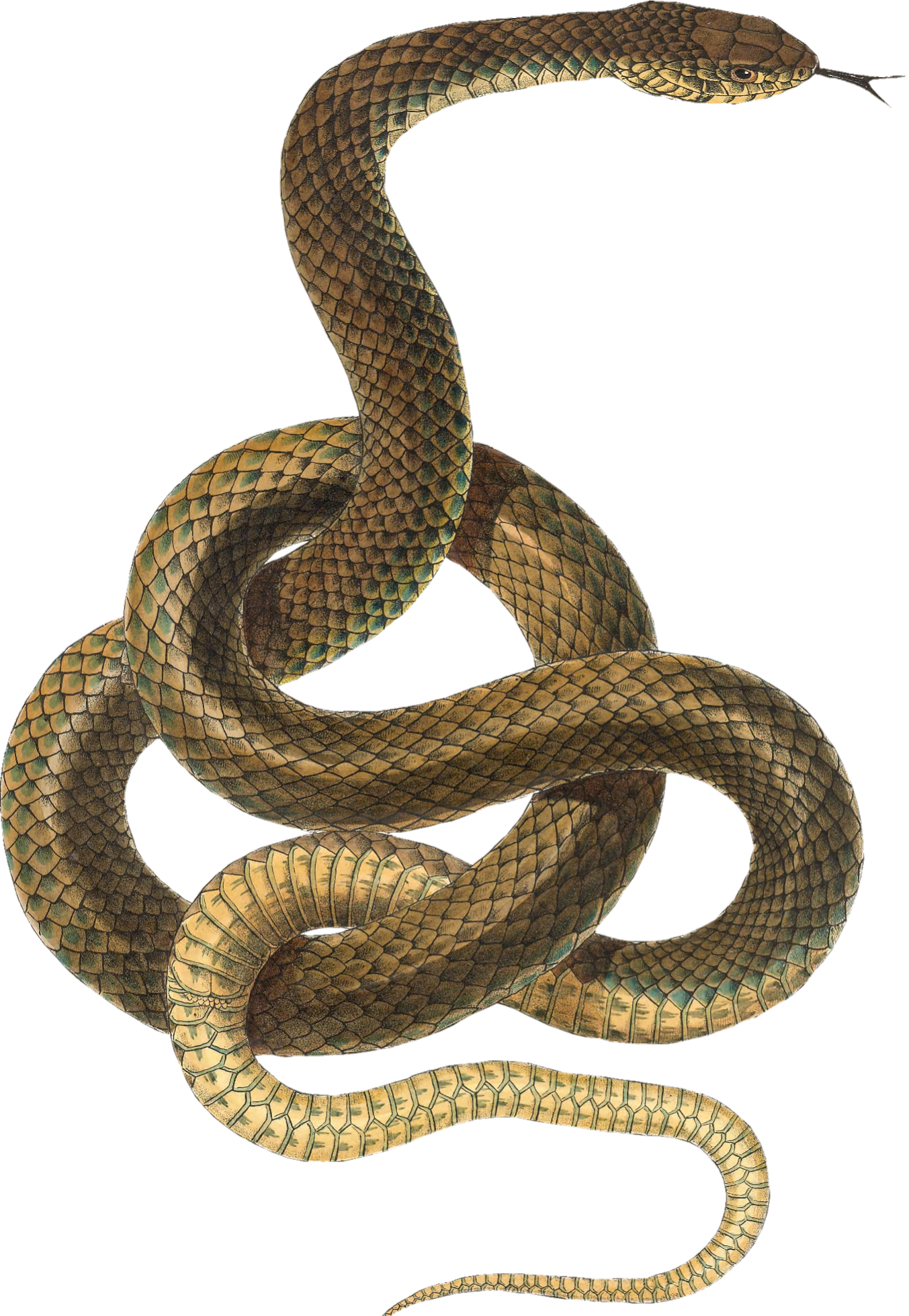 snake-png-image-pngfre-3