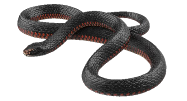 snake-png-image-pngfre-31