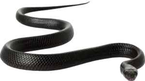 Black Snake PNG