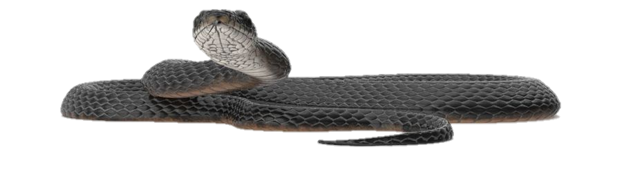 snake-png-image-pngfre-33