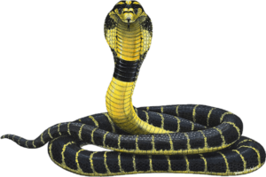 Aesthetic Snake PNG