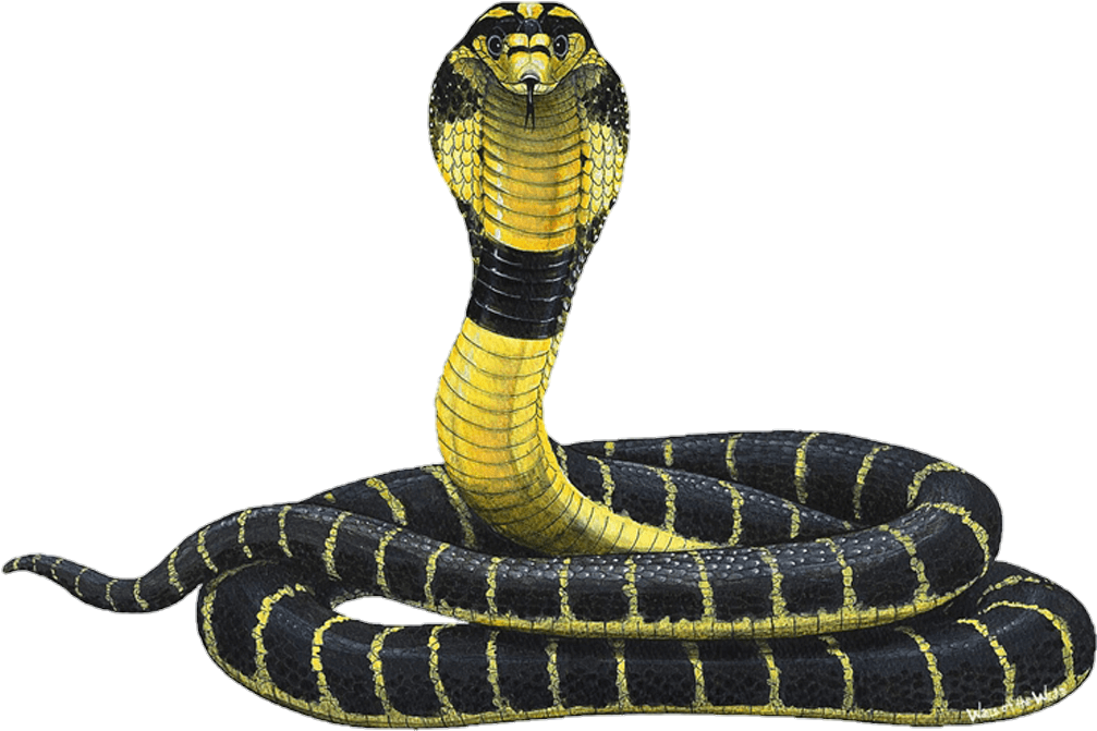 snake-png-image-pngfre-34