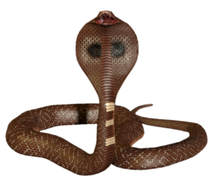 Animated King Cobra Snake PNG