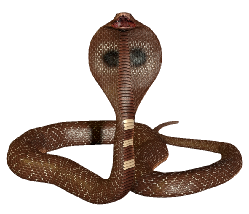 snake-png-image-pngfre-35