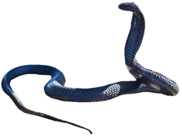 Blue Snake PNG
