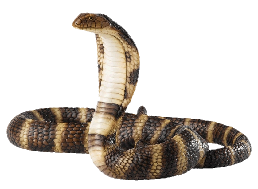 Snake PNG image