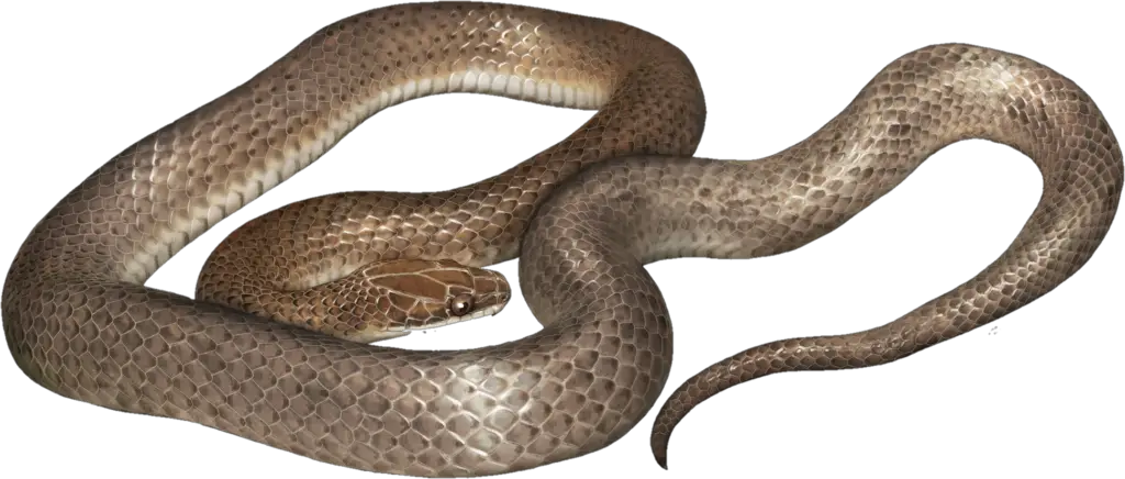 serpent png