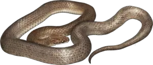 Transparent Snake PNG