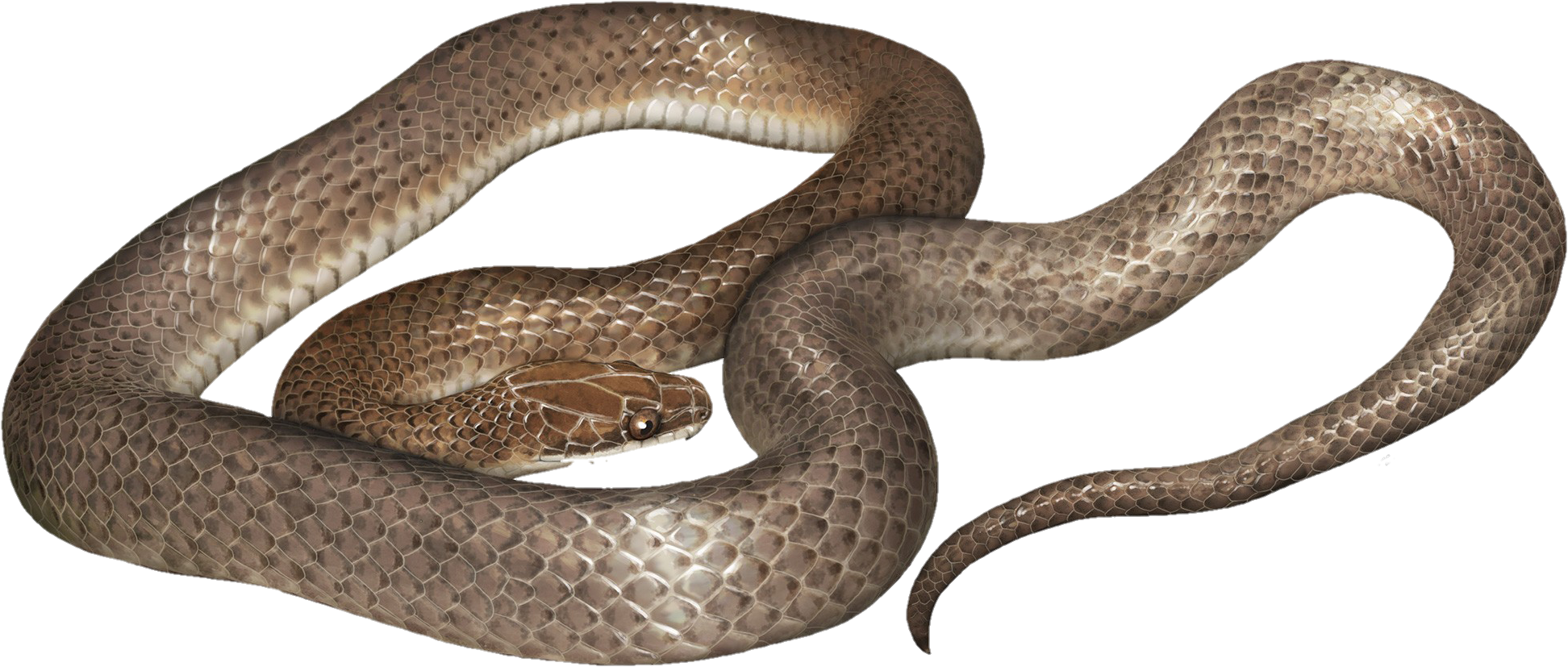 snake-png-image-pngfre-4