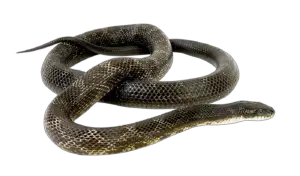 Realistic Snake PNG