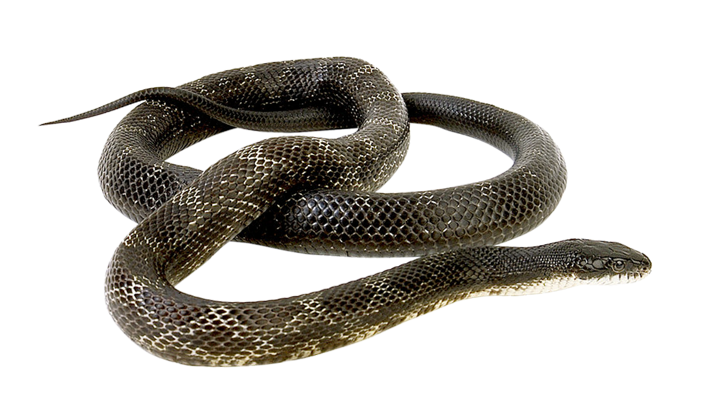 snake-png-image-pngfre-5