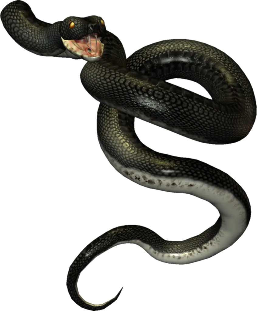 Snake PNG Transparent Images Free Download - Pngfre