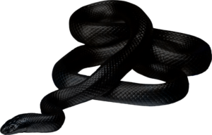 Black Snake PNG