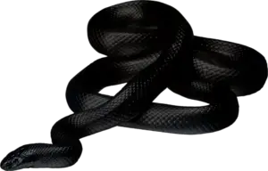 Black Snake PNG