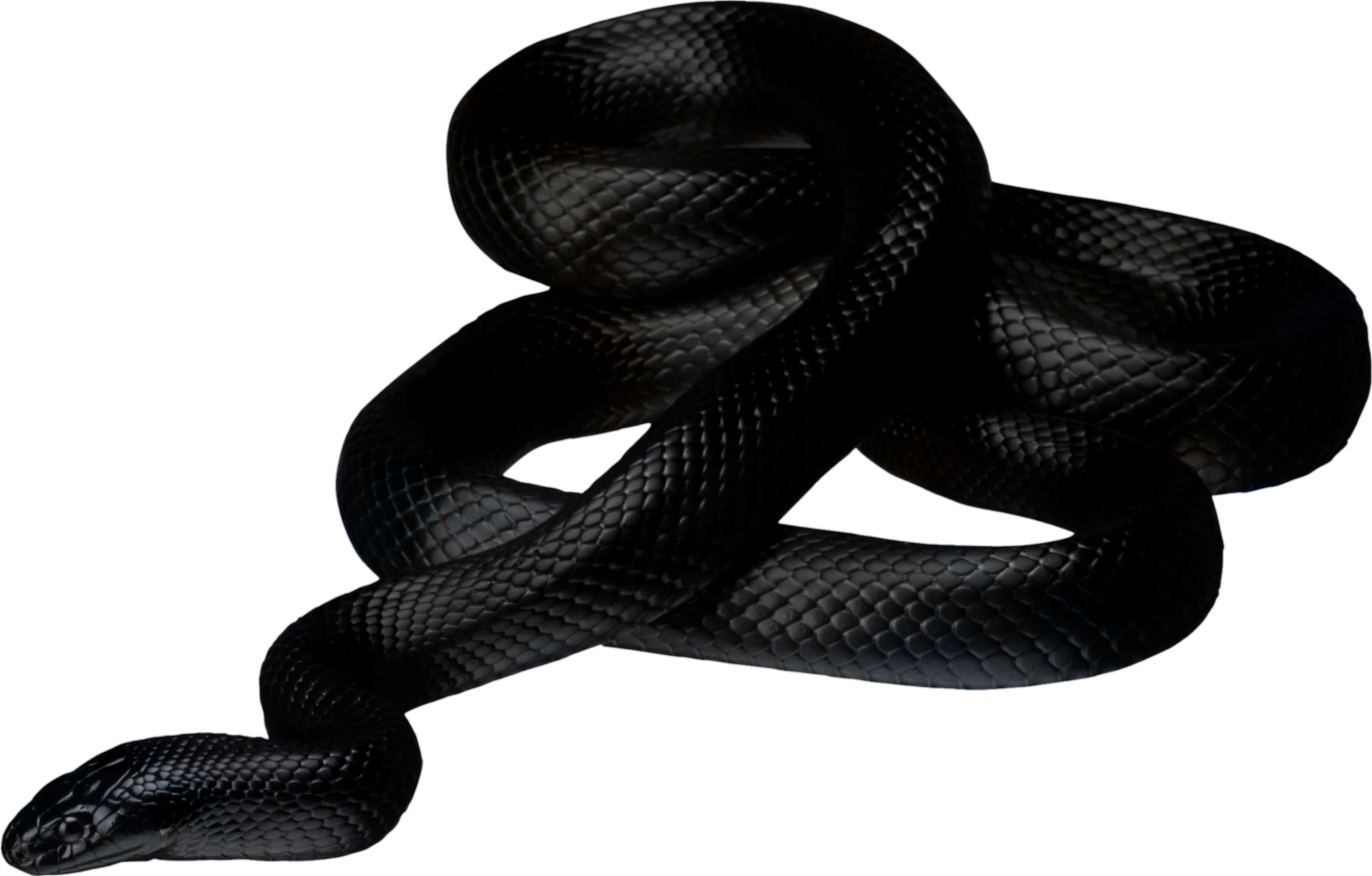 snake-png-image-pngfre-7