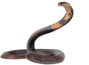 Cobra Snake PNG