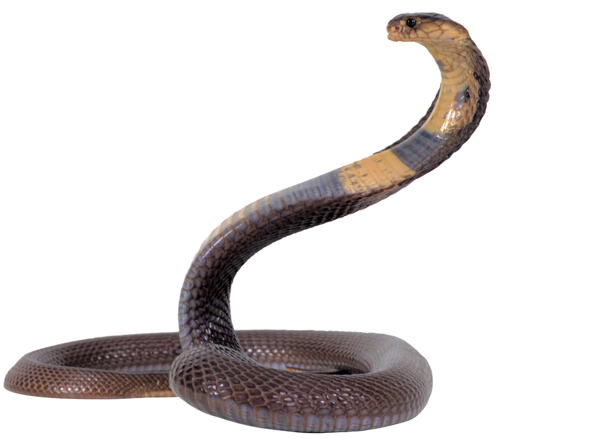 snake-png-image-pngfre-8
