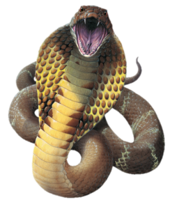 Snake Head Clipart PNG