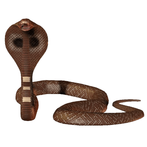snake-poster