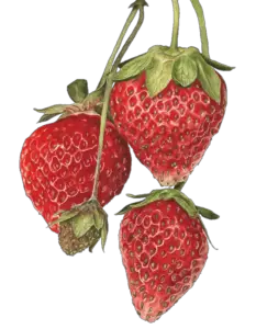 Fruit Strawberry Png