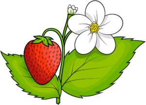 Strawberry Png with Flower Clipart