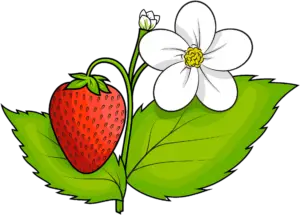 Strawberry Png with Flower Clipart