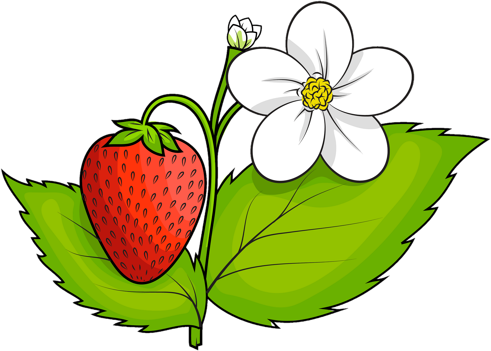 strawberry-png-image-from-pngfre-4