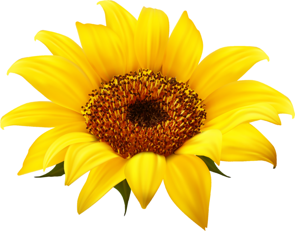 Sunflower Png Image