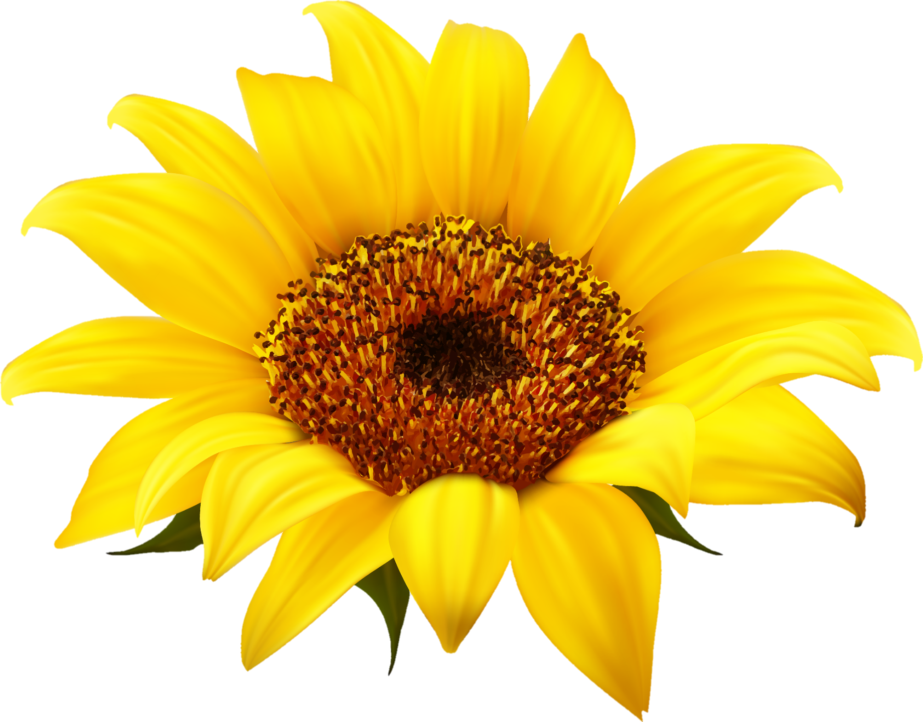 sunflower-png-image-from-pngfre-10-1