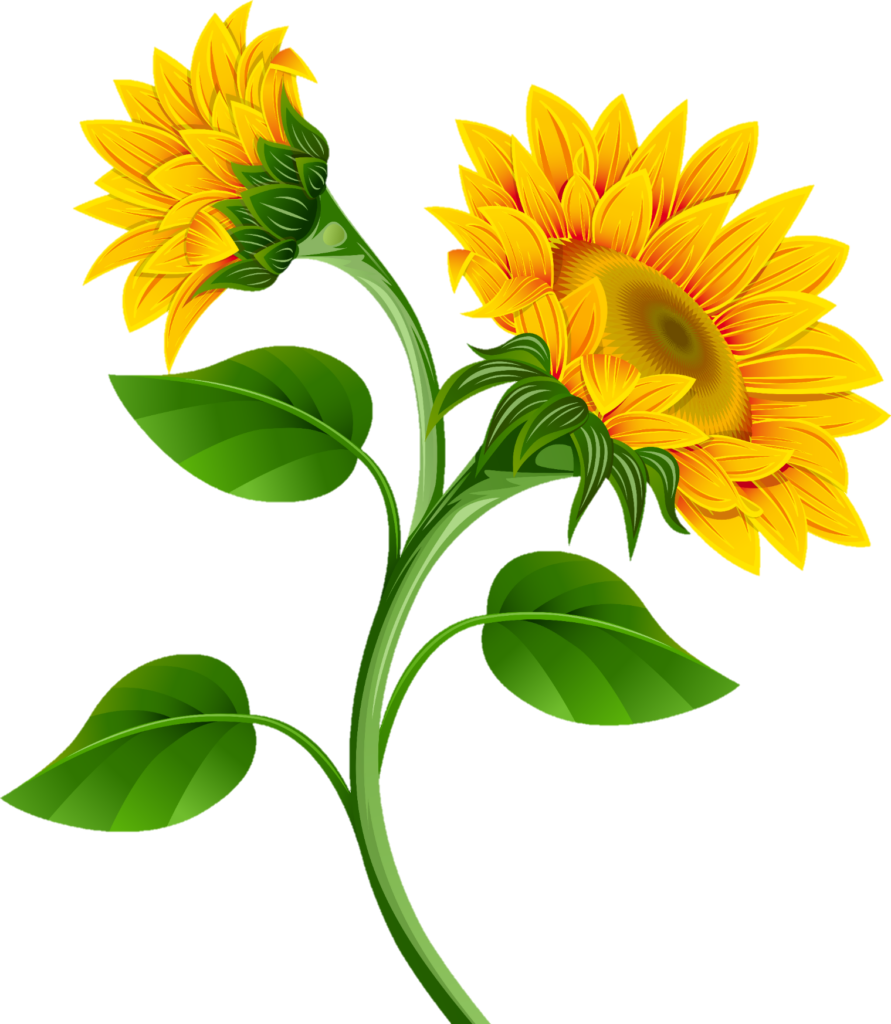 Sunflower Png clipart 